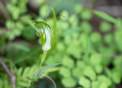 Pterostylis obtusa