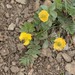 Northern Buttercup - Photo (c) David McCorquodale, some rights reserved (CC BY), uploaded by David McCorquodale