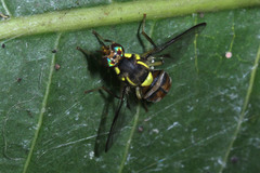 Diptera