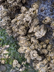 Semibalanus cariosus