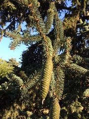Picea retroflexa
