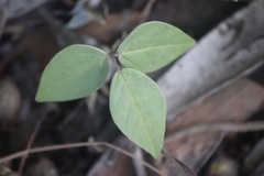 Macrotyloma axillare axillare