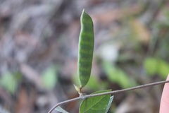 Macrotyloma axillare axillare