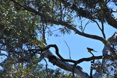 Polytelis anthopeplus