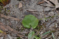 Corybas incurvus