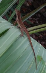 Anolis cristatellus