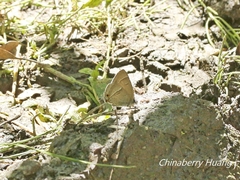 Chrysozephyrus esakii