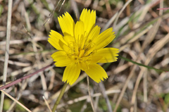 Leontodon saxatilis saxatilis