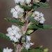 Styphelia ericoides - Photo (c) James (Jim) Duggan, μερικά δικαιώματα διατηρούνται (CC BY-SA), uploaded by James (Jim) Duggan