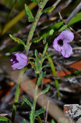 Tetratheca labillardierei