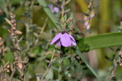 Tetratheca labillardierei