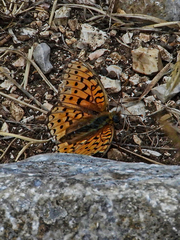 Argynnis