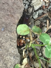 Forficula smyrnensis