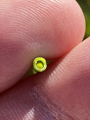 Elegia fistulosa