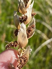 Elegia fistulosa