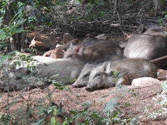 Sus scrofa cristatus