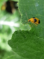Coleoptera