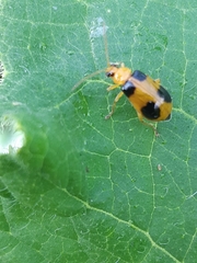 Coleoptera