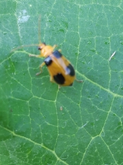 Coleoptera