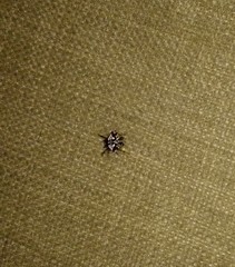 Gasteracantha sacerdotalis