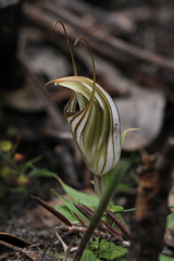 Pterostylis robusta