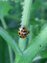 Harmonia conformis