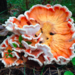 White-pored Chicken of the Woods - Photo (c) Nate Swick, some rights reserved (CC BY-NC), uploaded by Nate Swick