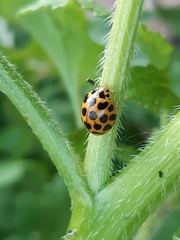 Harmonia conformis