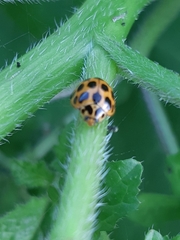 Harmonia conformis