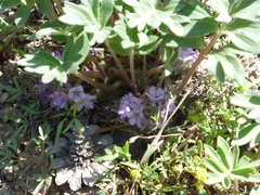 Hydrophyllum alpestre