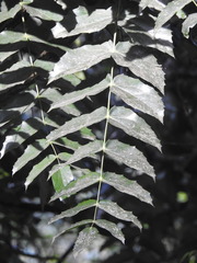 Berberis napaulensis