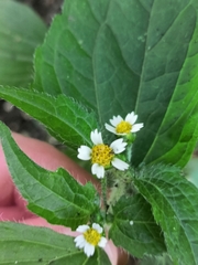 Galinsoga quadriradiata