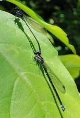 Argia ulmeca