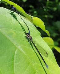 Argia ulmeca