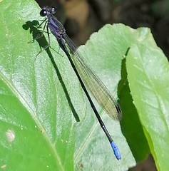 Argia ulmeca