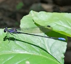 Argia ulmeca