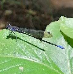 Argia ulmeca