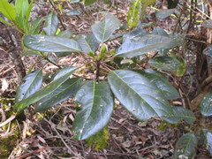 Daphniphyllum neilgherrense