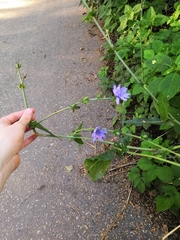 Cichorium intybus