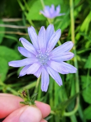 Cichorium intybus