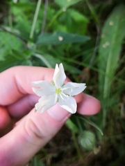 Silene latifolia