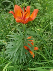 Lilium pensylvanicum