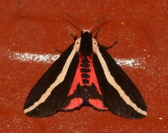 Rajendra perrottetii