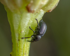 Omphalapion laevigatum