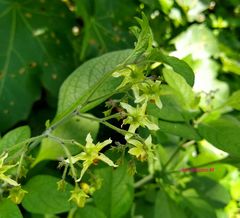 Solanum bulbocastanum