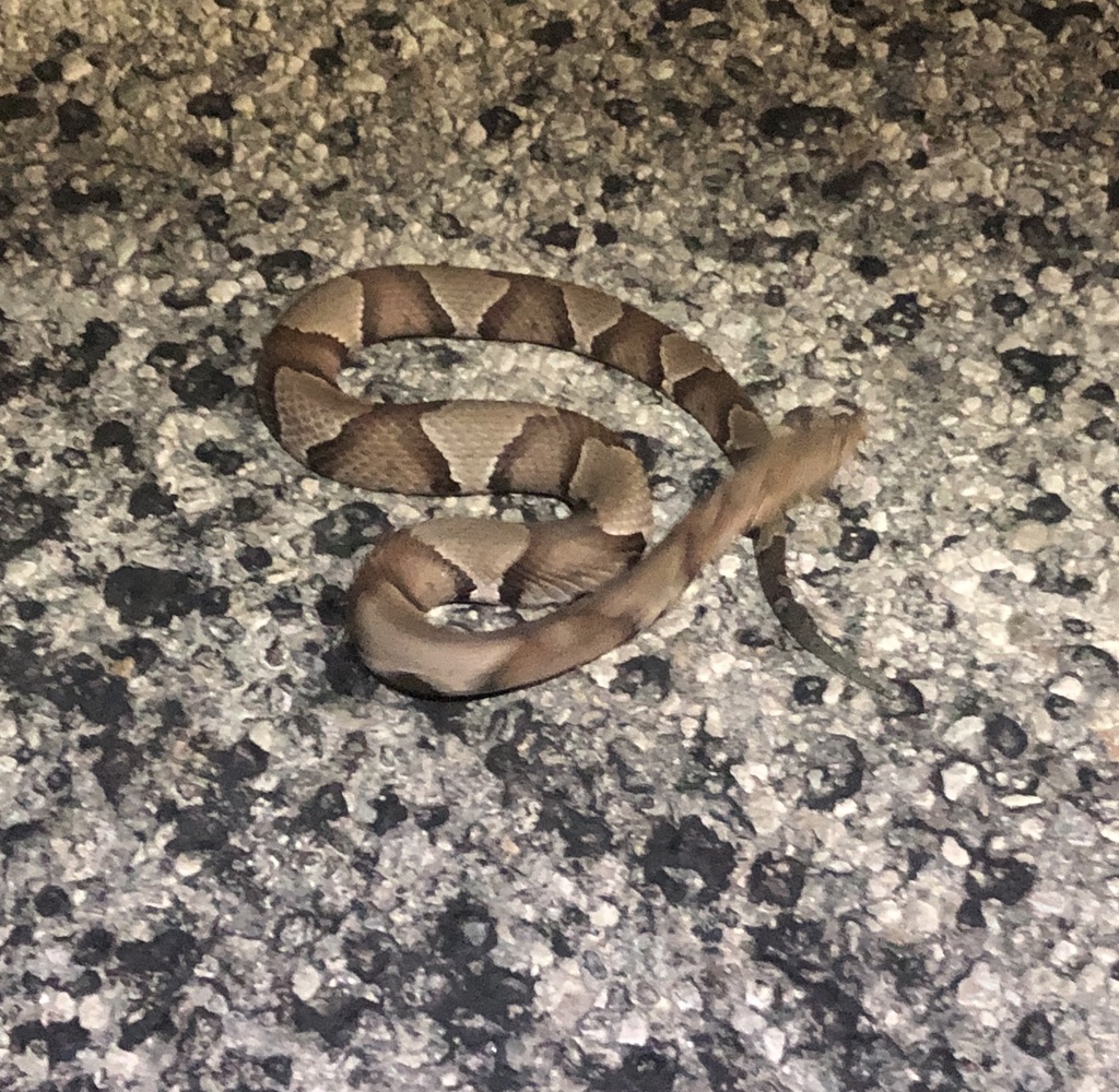 Eastern Copperhead from SW Adams Rd, Douglass, KS, US on August 7, 2020