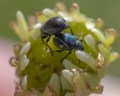 Omphalapion laevigatum