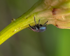 Omphalapion laevigatum