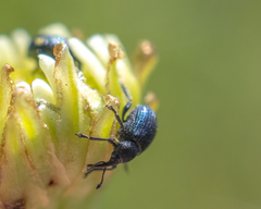 Omphalapion laevigatum