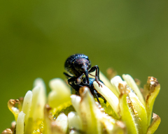 Omphalapion laevigatum